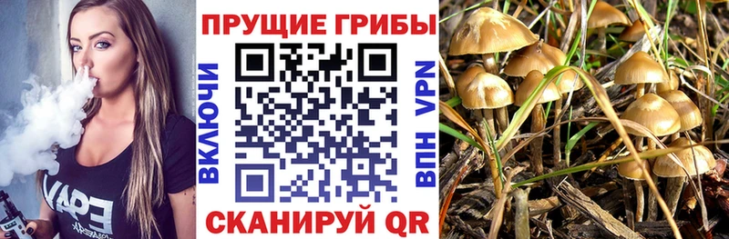 Псилоцибиновые грибы Psilocybe  Купить закладки  Славск 